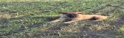 German Shepherd dogs for sale: Working line german shepherd puppies - Advert 22