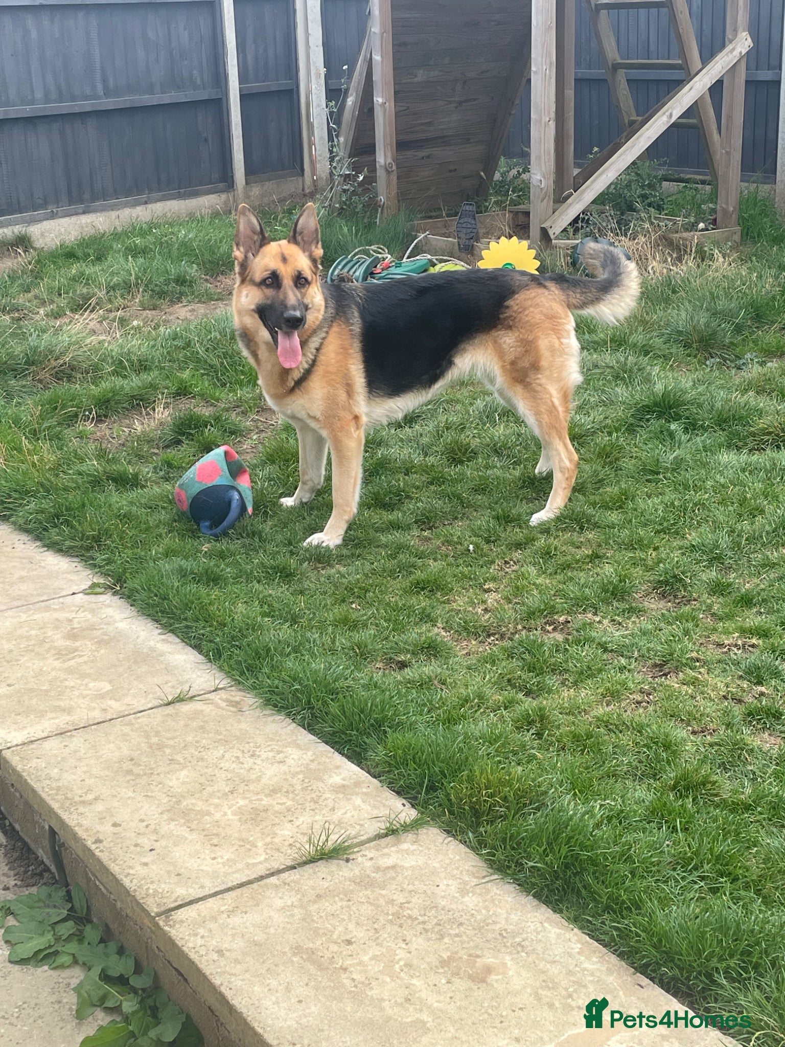 German Shepherd dogs German Shepherd Puppies - Advert 3