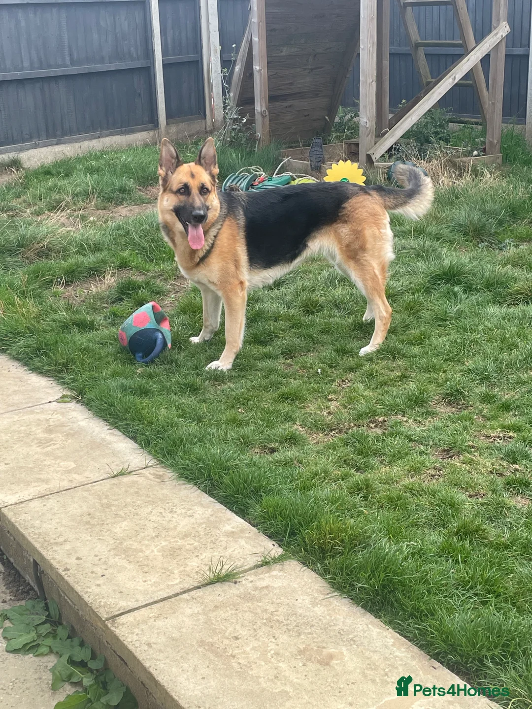 German Shepherd dogs for sale: German Shepherd Puppies - Advert 1