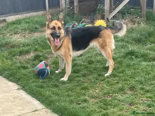 German Shepherd dogs German Shepherd Puppies - Advert 3