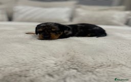 Dachshund dogs for sale: dachshund pups dapple and black & tan - Advert 25