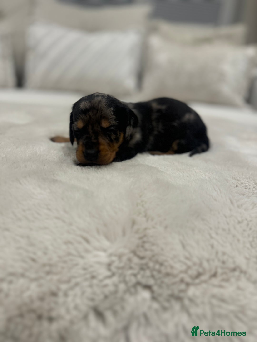 Dachshund dogs for sale: dachshund pups dapple and black & tan - Advert 25