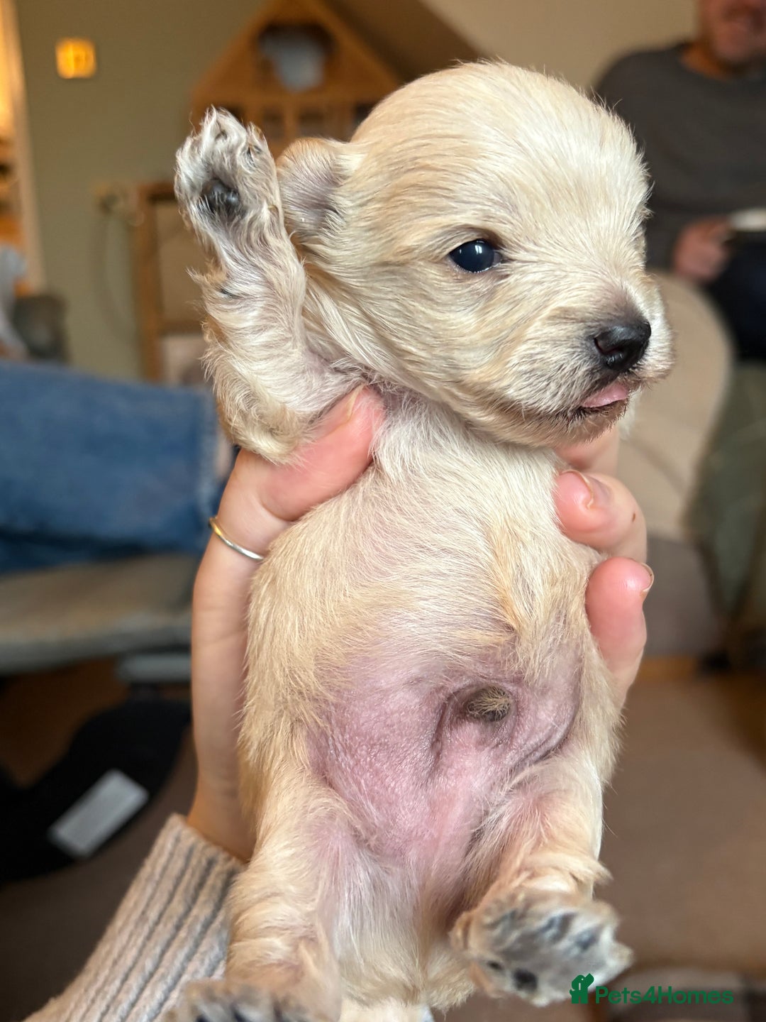 Yorkshire Terrier dogs for sale: Miniature Yorkshire terrier puppies for sale - Advert 3