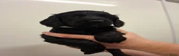 Cocker Spaniel dogs for sale: Black cocker spaniel puppies  - Advert 14