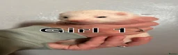 Ferret rodents for sale: ferret kits for sale  - Advert 6