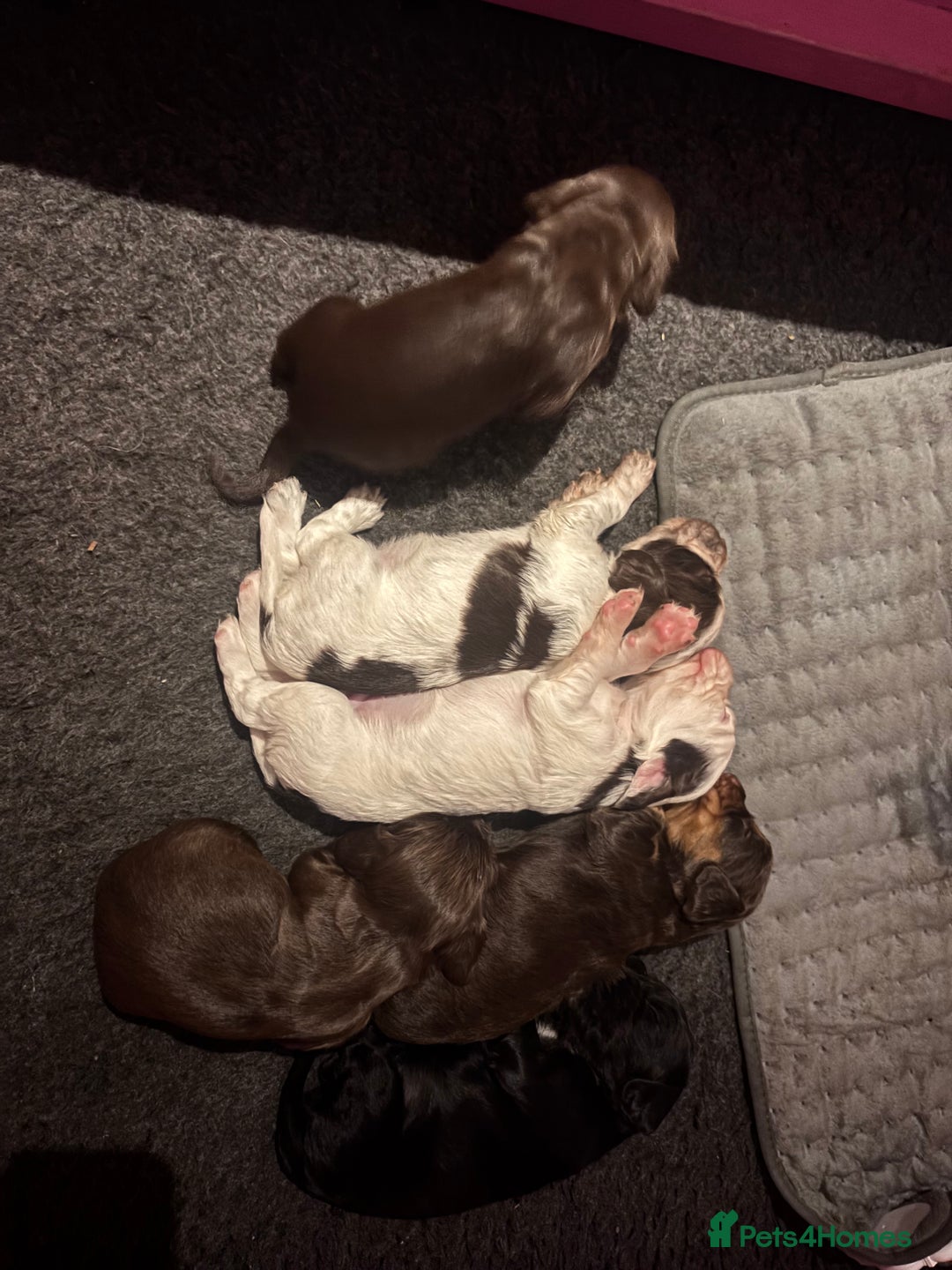 Cocker Spaniel dogs for sale: 2 cocker spaniel puppies left - Advert 6