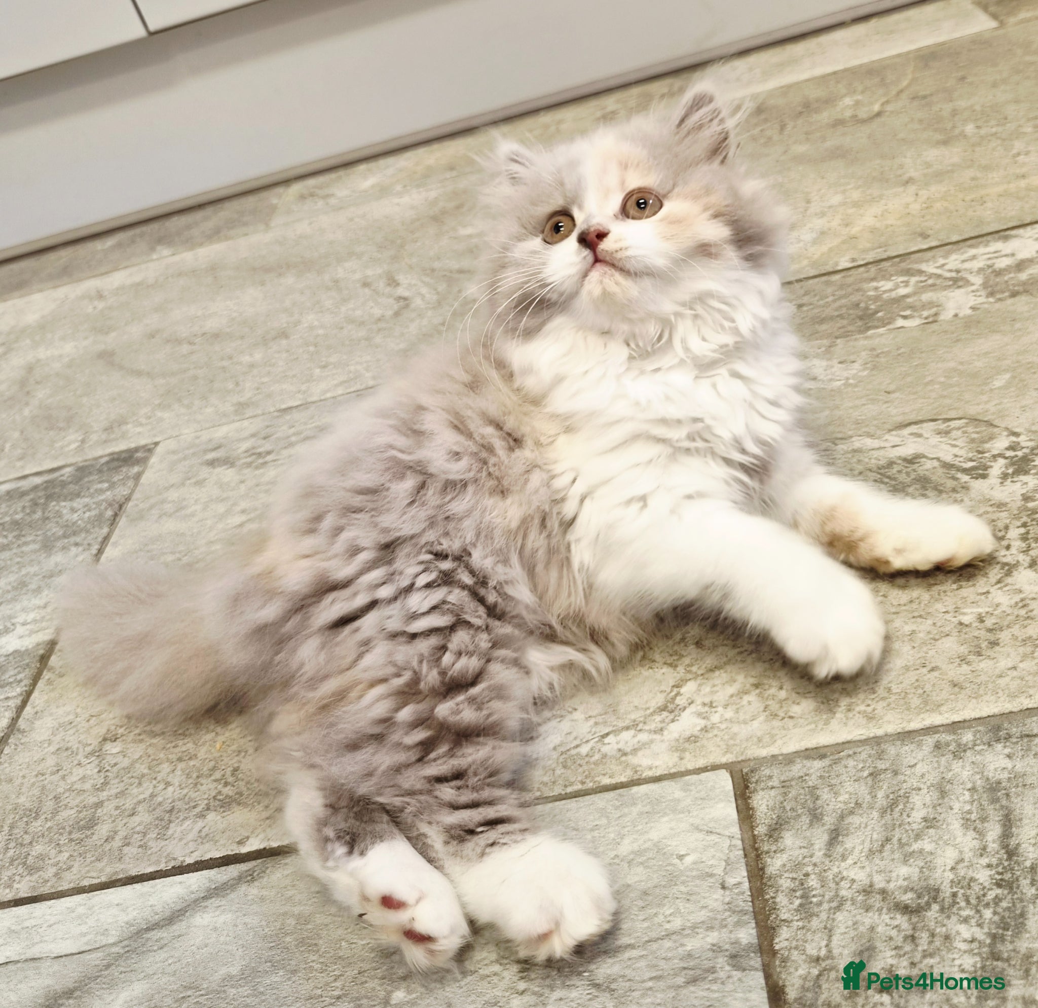 British Shorthair cats Gorgeous extremely loving longhaired girl - Advert 2