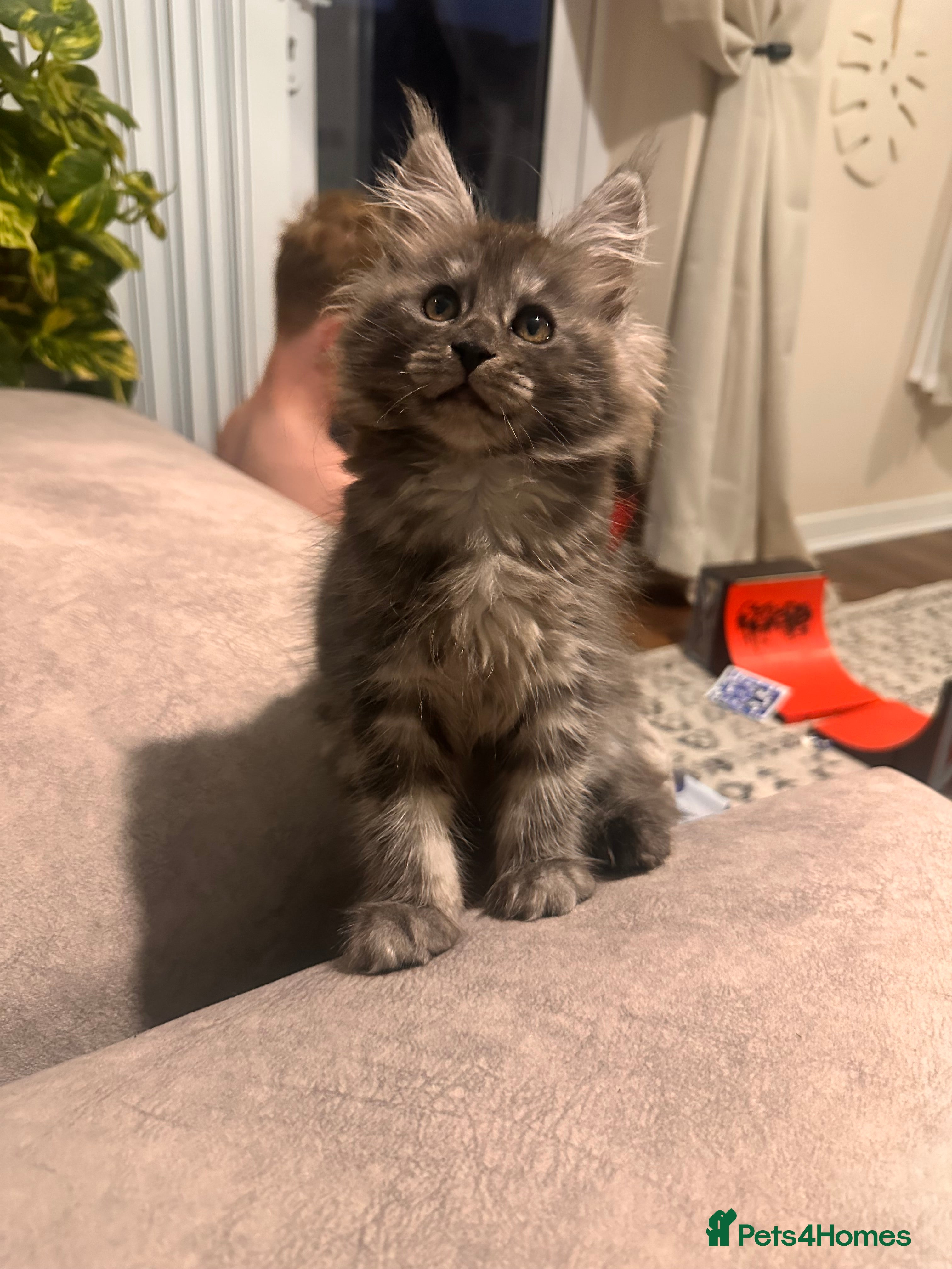 Maine Coon cats Maine coon kittens  - Advert 1