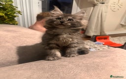 Maine Coon cats for sale: Maine coon kittens  - Advert 1