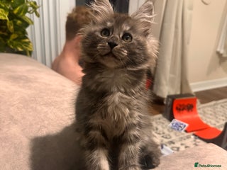 Maine Coon cats for sale: Maine coon kittens - Advert 1