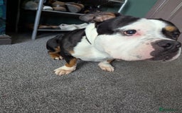 American Bulldog dogs for sale: Tank – Pocket Bulldog with Champion Bloodline - Image 2