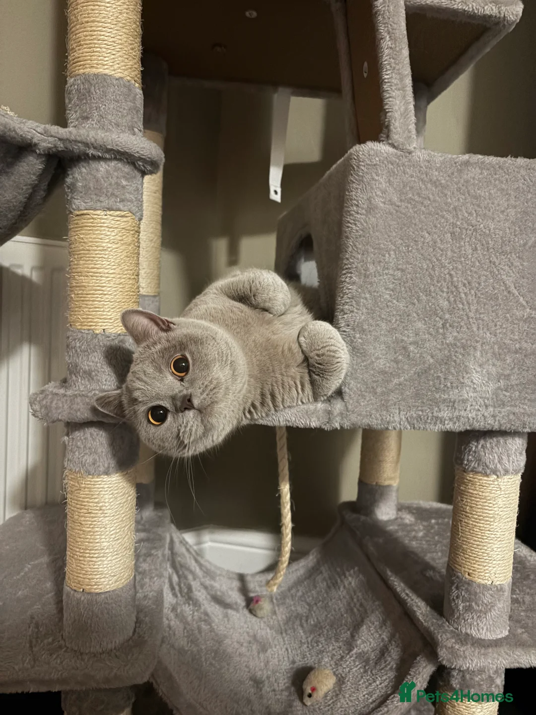 British Shorthair cats for sale: British blue short hair Stormi 🩶 in Accrington - Advert 5