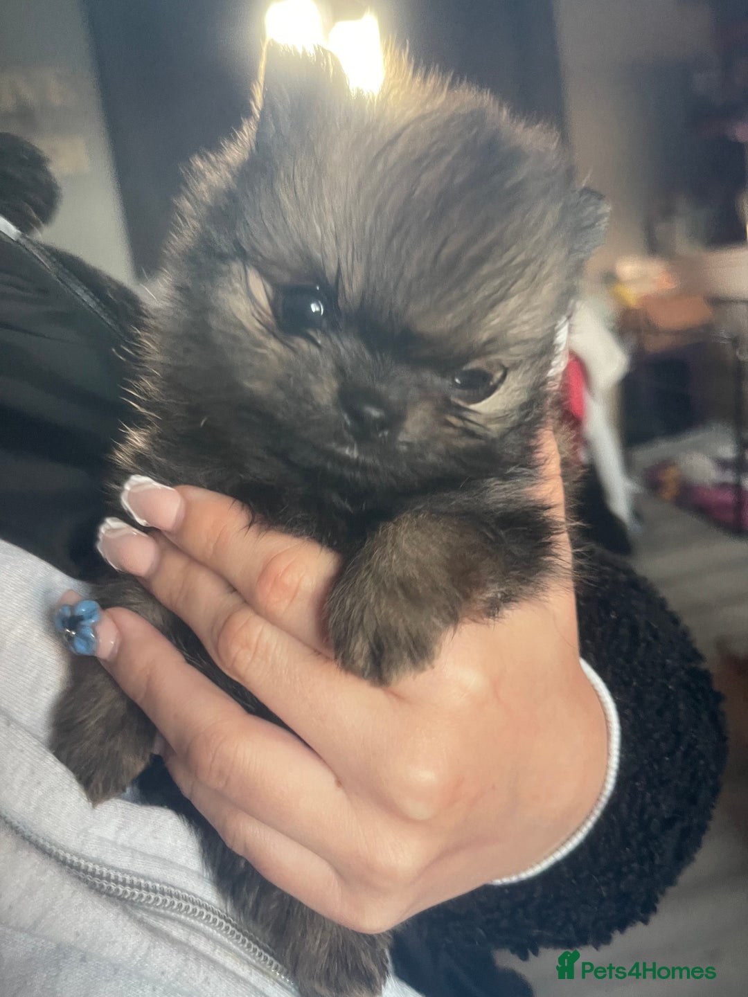 Pomeranian dogs for sale: Stunning KC reg Pomeranians  - Image 6