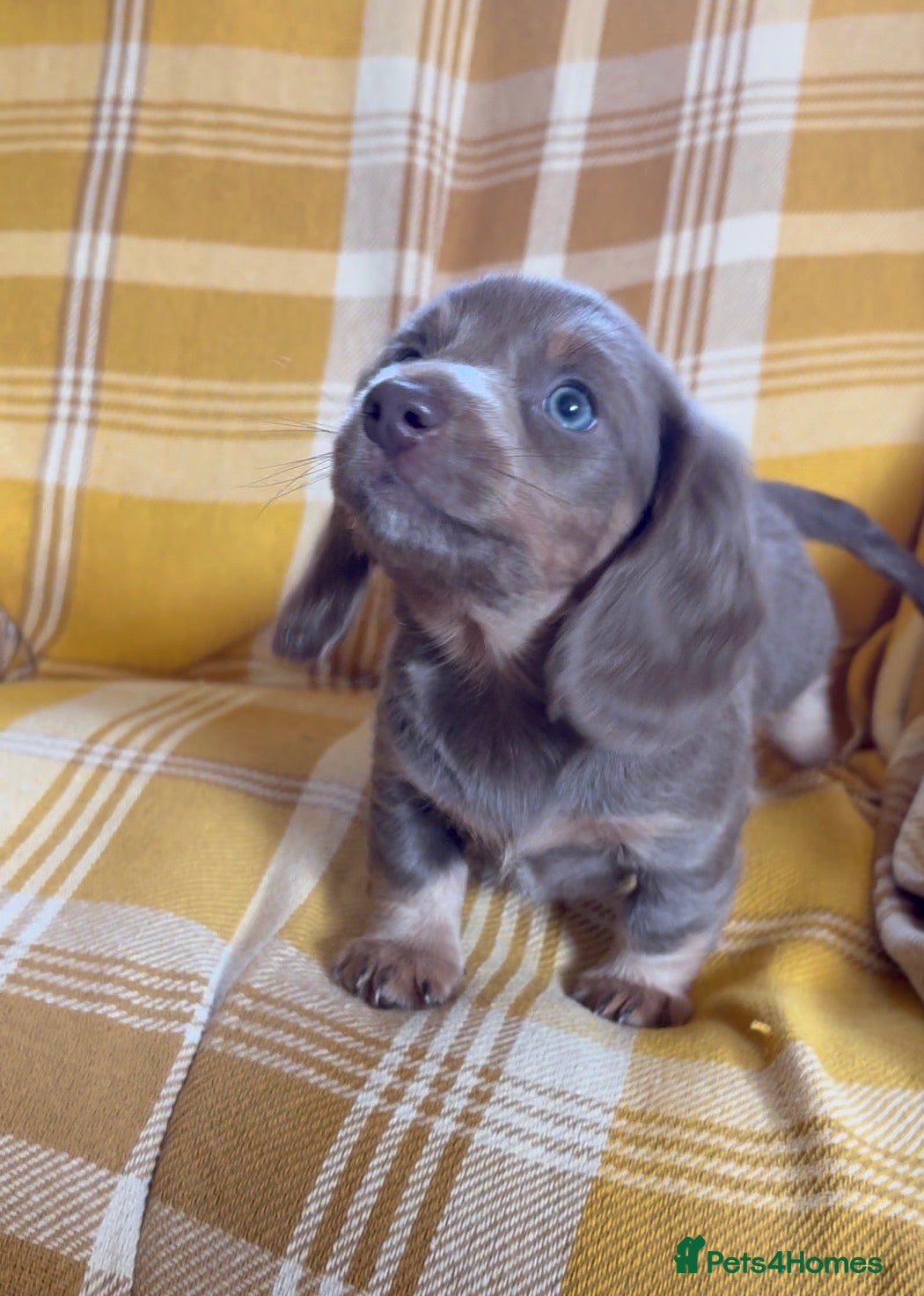 Miniature Dachshund dogs LAST BOY Miniature Dachshund long haired  - Advert 5