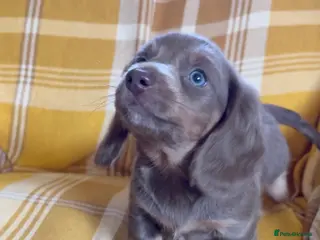 Miniature Dachshund dogs LAST BOY Miniature Dachshund long haired - Advert 5