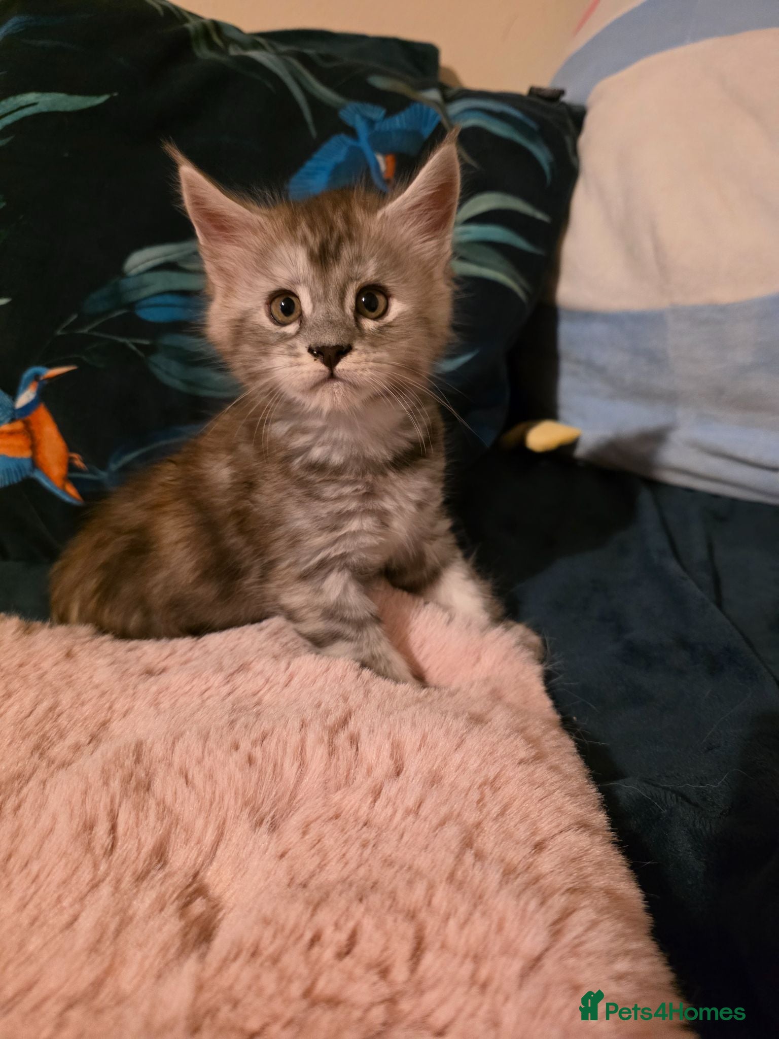 Maine Coon cats Beautiful Maine Coon Kittens  - Advert 2