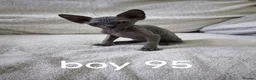 Mixed Breed cats for sale: Mixed sphinx kittens for sale  in Rotherham - Advert 2