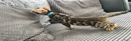 Bengal cats for sale: Stunning full pedigree registered bengal kittens  - Advert 29
