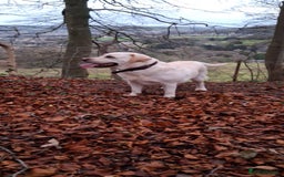 Labrador Retriever dogs for sale: six boys and six girls - Image 5