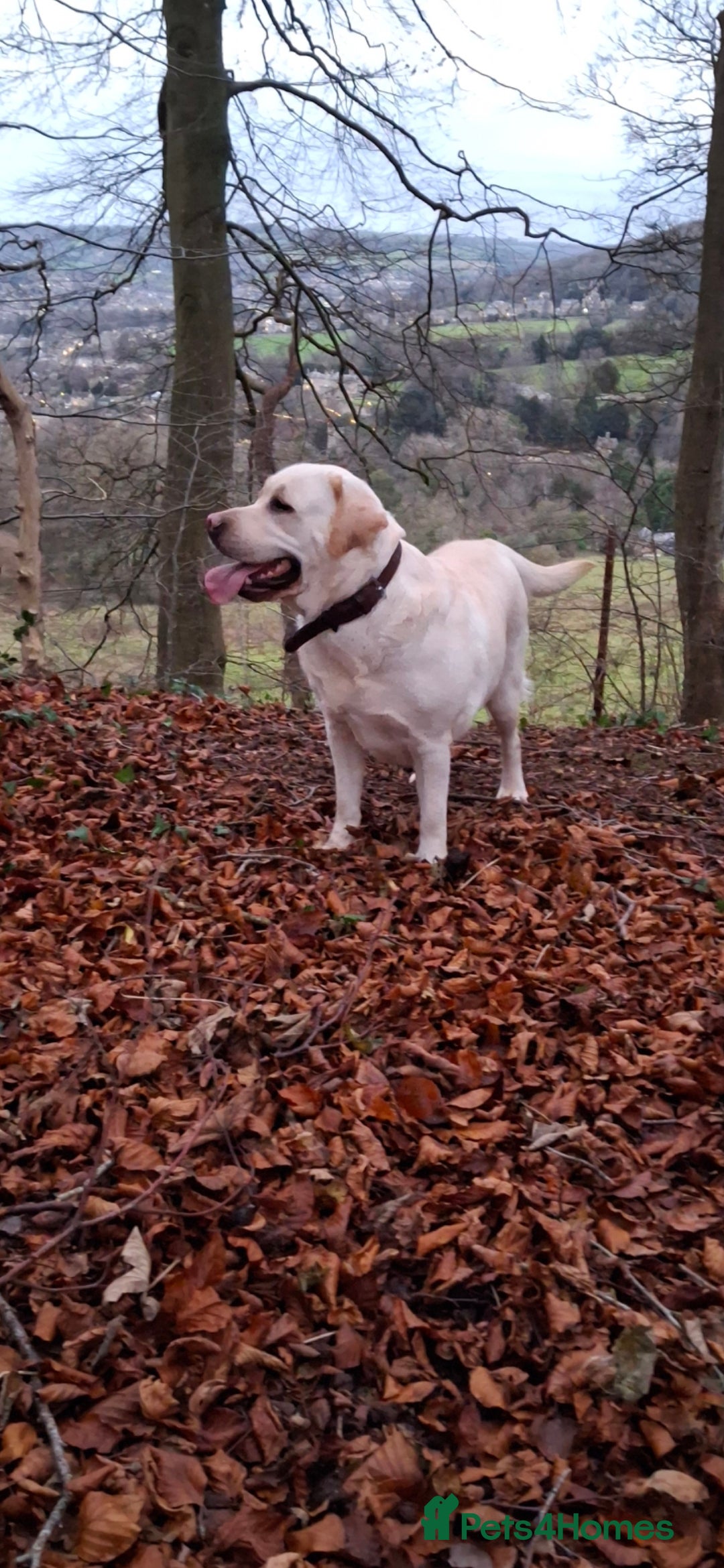 Labrador Retriever dogs for sale: six boys and six girls - Image 5
