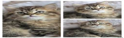 Persian cats for sale: Persian kittens 1 silver girl, and 2 boys left   - Advert 10