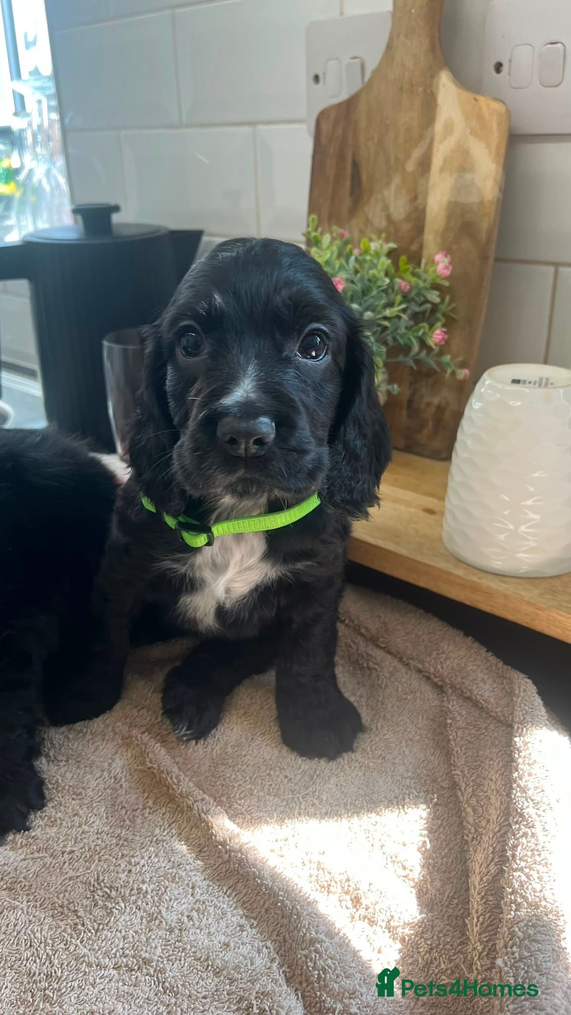 Cocker Spaniel dogs Ready now: Litter of Show Type Cocker Spaniels  - Advert 1