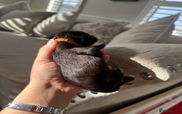 Cavapoo dogs for sale: F1 cavapoo puppies heath tested  - Image 20