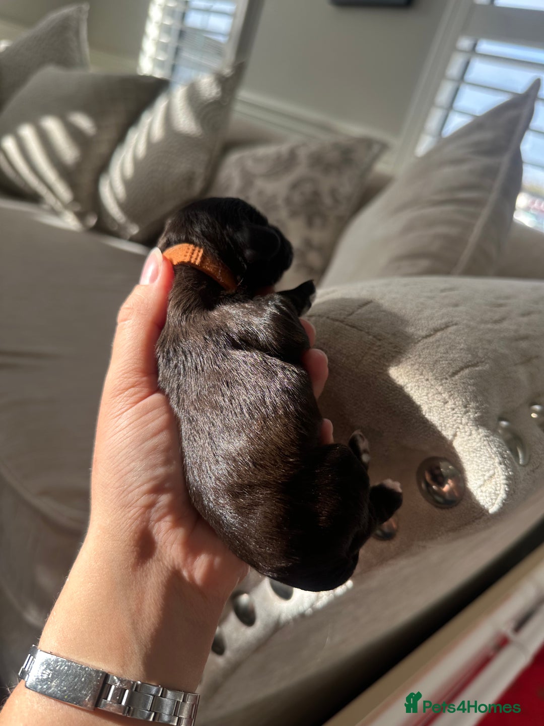 Cavapoo dogs for sale: F1 cavapoo puppies heath tested  - Image 20