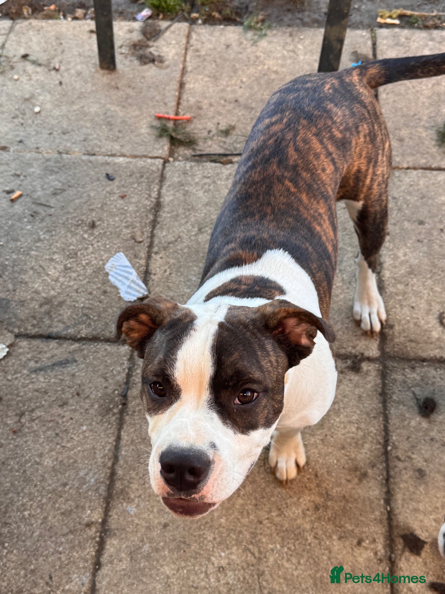 Mixed Breed dogs olde english bulldog x staffy LUNA  - Advert 14