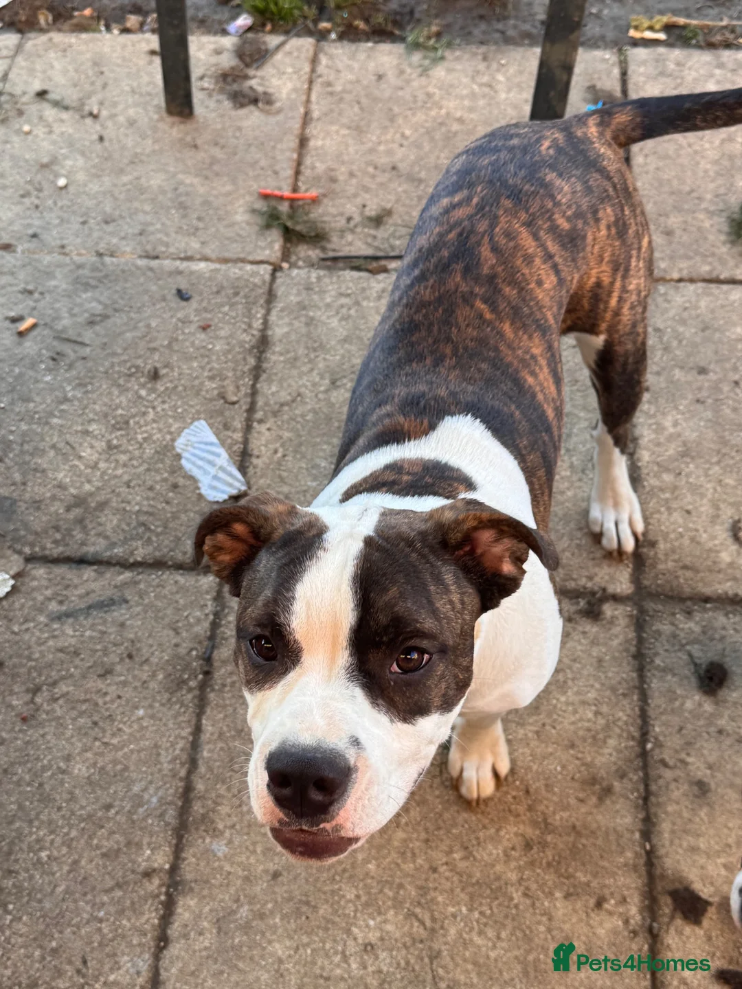 Mixed Breed dogs for sale: olde english bulldog x staffy LUNA  in Olney - Advert 1