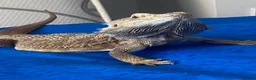 Bearded Dragon reptiles for sale: Bearded Dragon in Corby - Advert 4