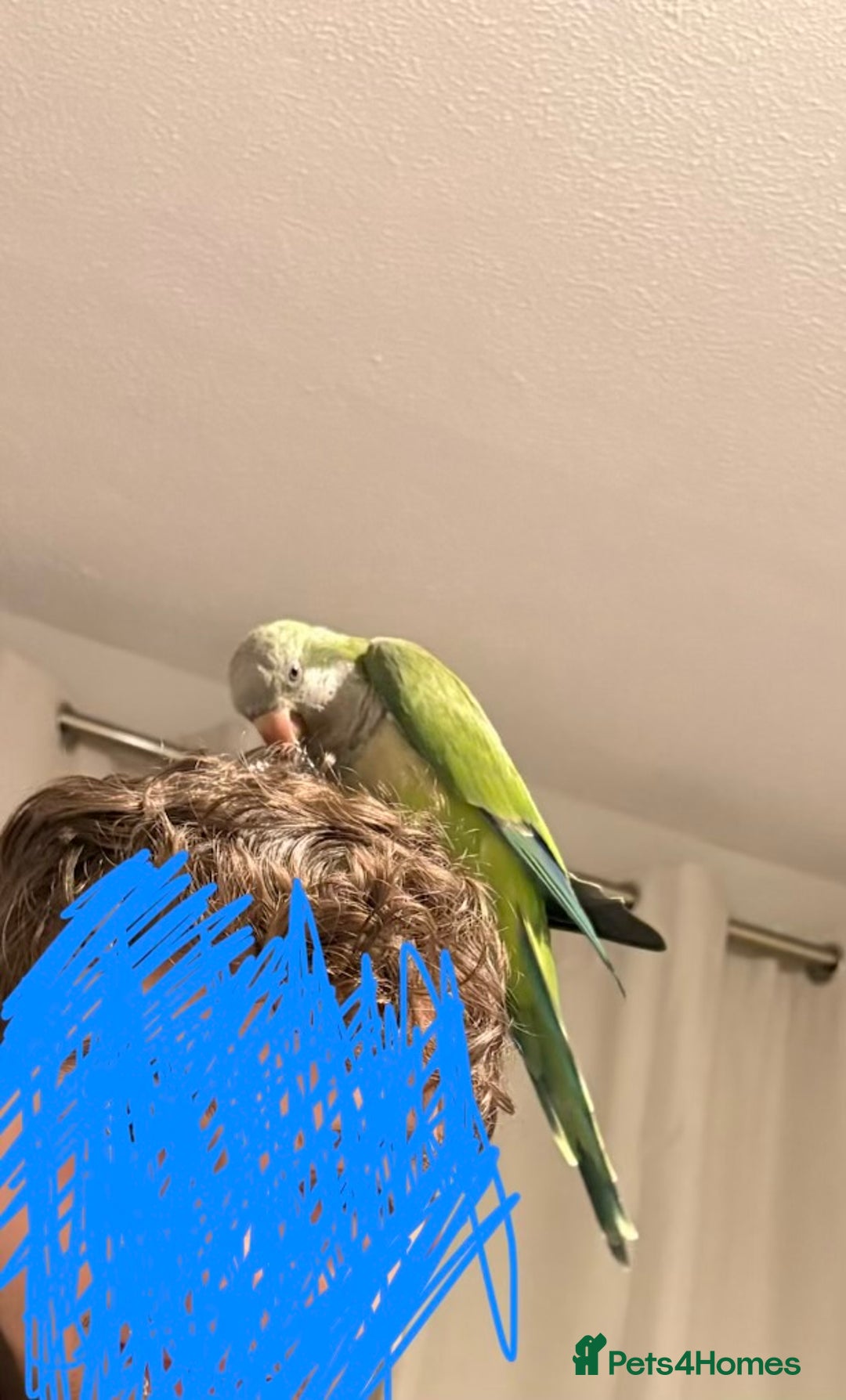 Parakeets birds for sale: Quaker parakeet / parrot - Advert 2