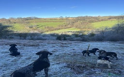 German Shorthaired Pointer dogs for sale: German Shorthaired Pointer Puppies - Image 13