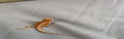 Bearded Dragon reptiles for sale: 🦎 beautiful G stripped dragons 🐉  - Advert 10