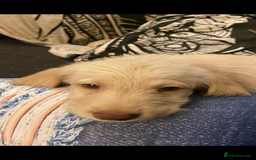 Labradoodle dogs for sale: Beautiful labradoodles - Advert 4