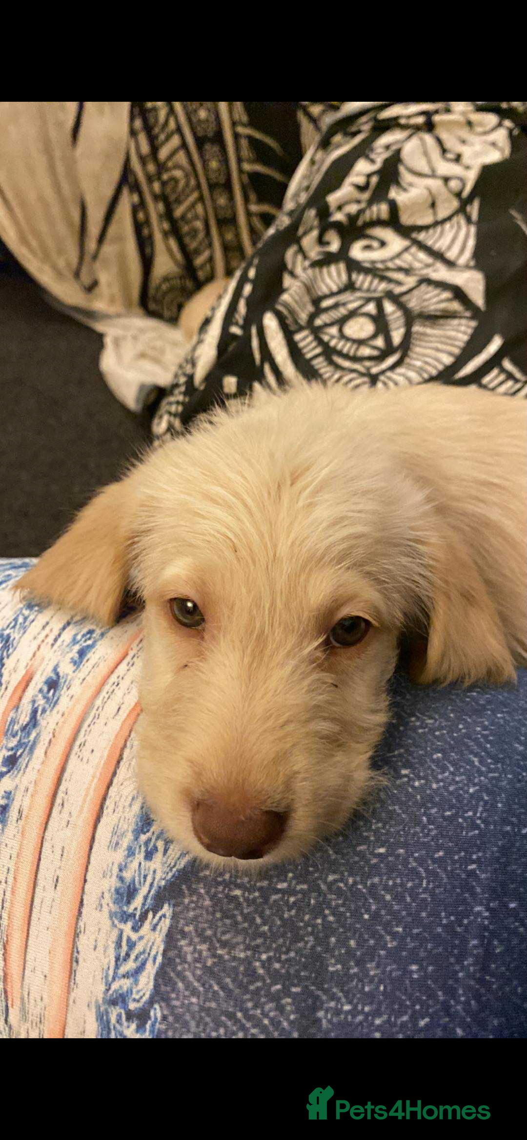 Labradoodle dogs for sale: Beautiful labradoodles - Advert 4