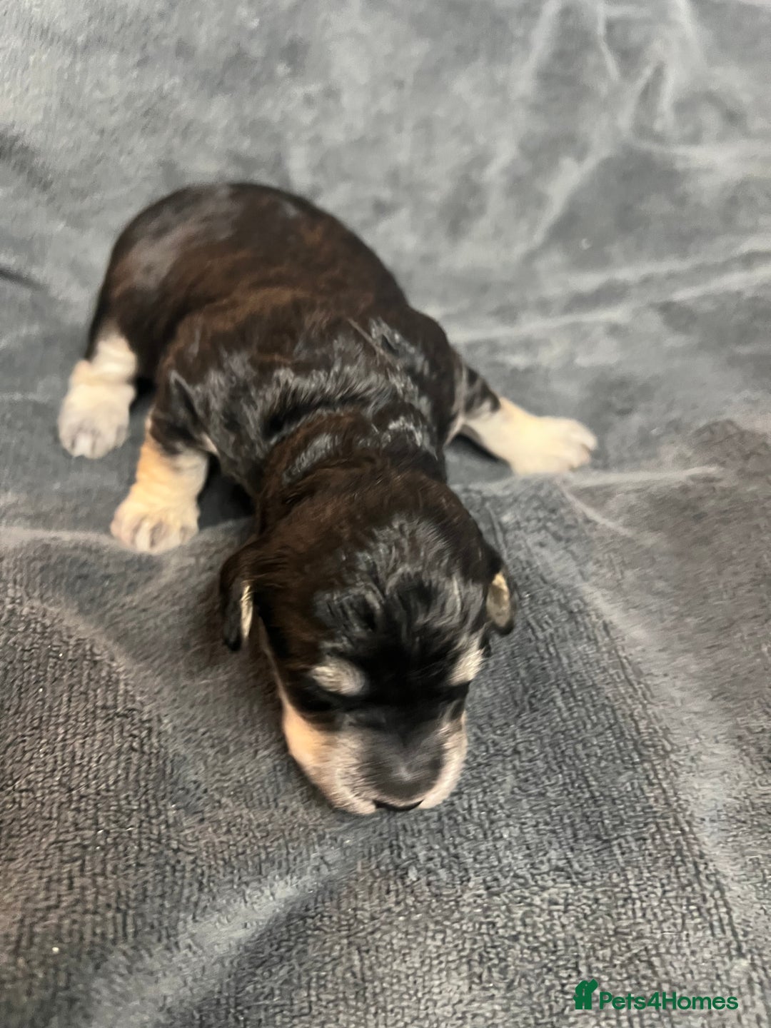 Cockapoo dogs for sale: Stunning F1B Cockapoos - Advert 8