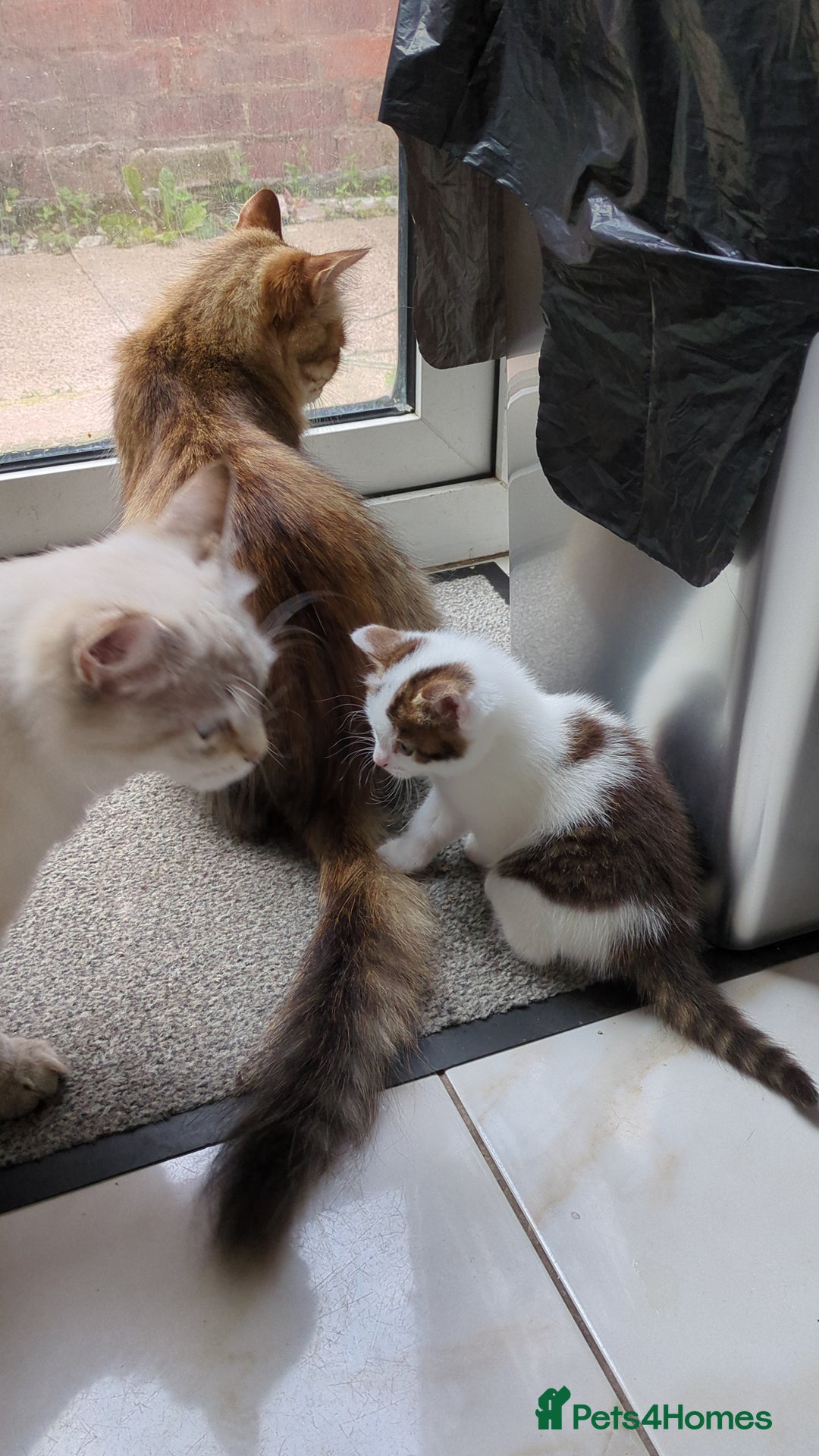 Siberian cats for sale: Urgent sale - Siberian kitten  - Image 8