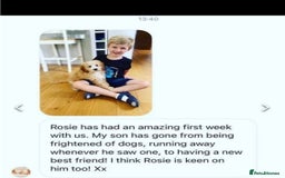 Cavapoochon dogs for sale: Amazing teddy Cavapoochons  - Image 5