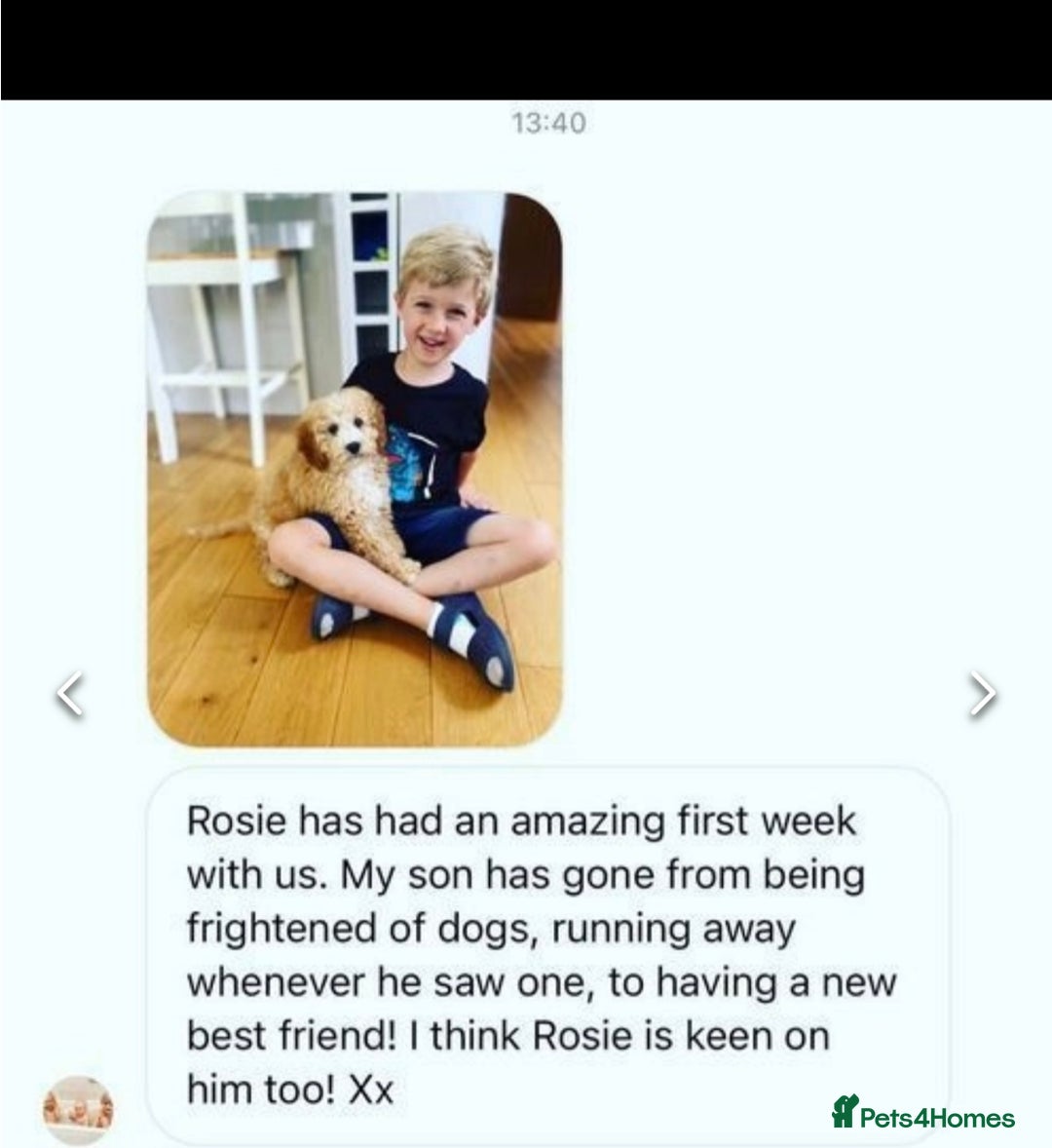 Cavapoochon dogs for sale: Amazing teddy Cavapoochons  - Image 5