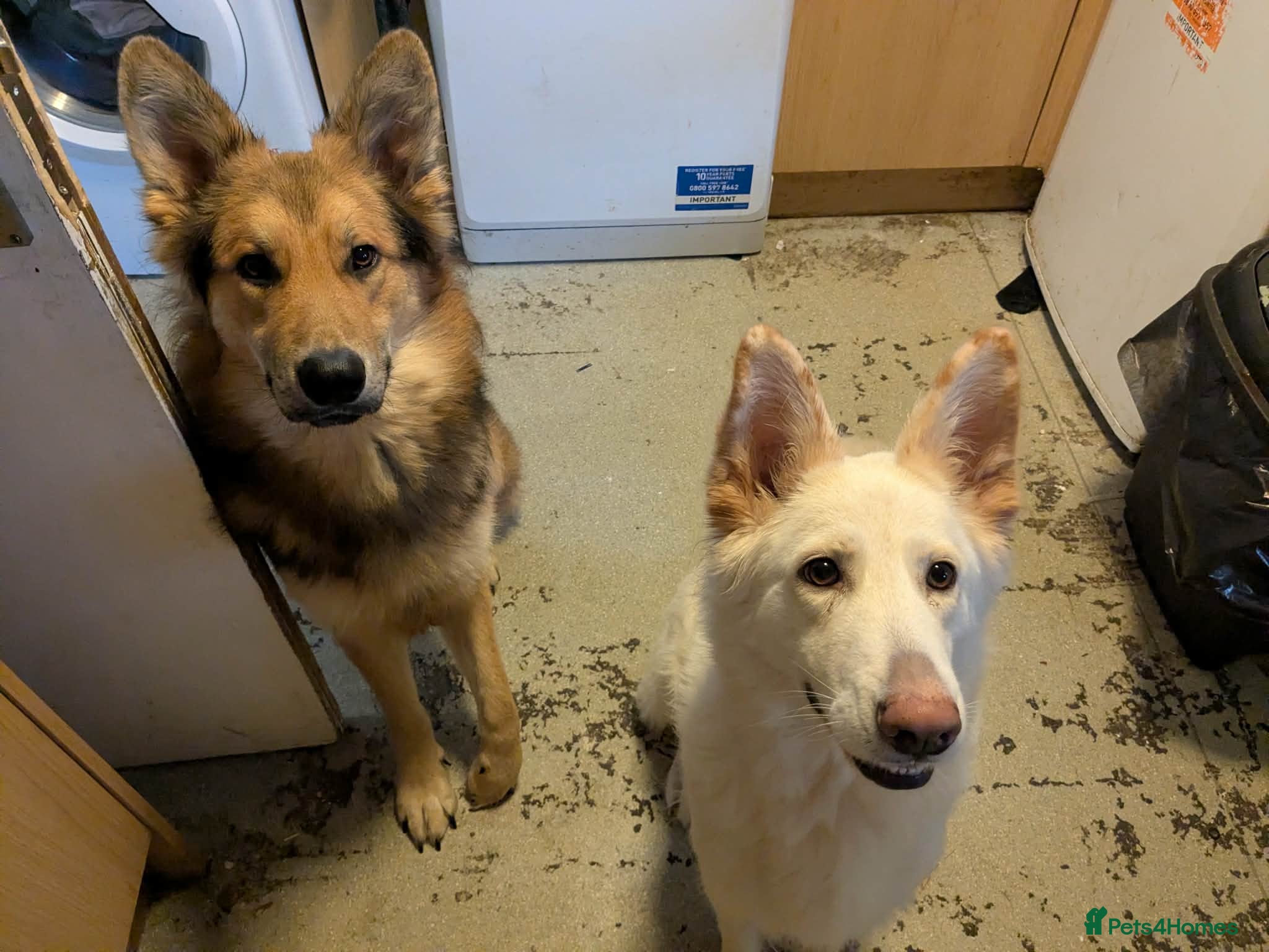 German Shepherd dogs for sale: White & Tan Puppies For Sale  - Advert 1