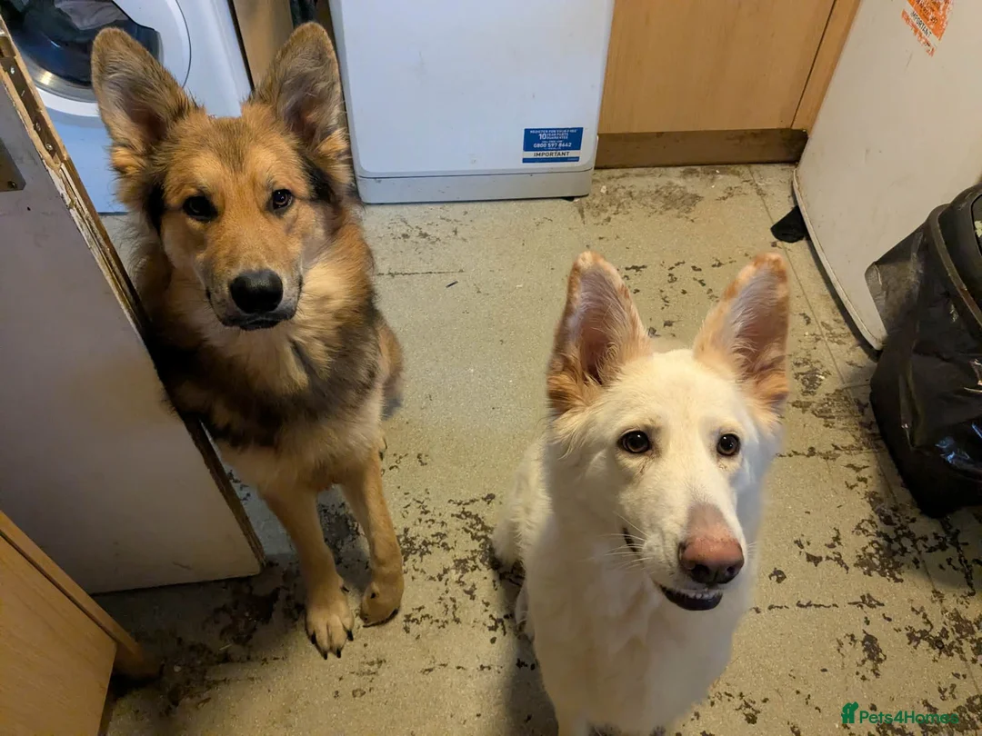 German Shepherd dogs for sale: White & Tan Puppies For Sale  - Advert 1