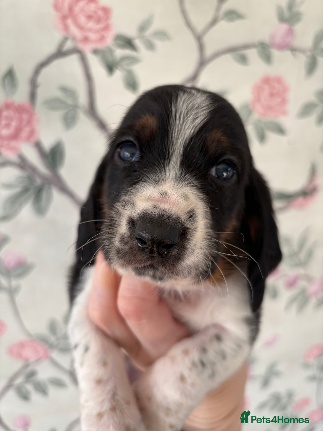 Basset Hound dogs for sale: Bassett hound puppies  - Advert 13