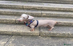 Miniature Dachshund dogs for sale: 5 Gorgeous chocolate and tan miniature dachshunds - Image 8