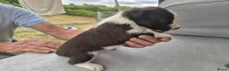 Border Collie dogs for sale: Border collie puppy 1 dog available  - Advert 12