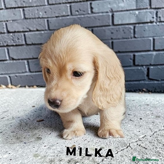 Miniature Dachshund dogs Cream dachshund  - Advert 1