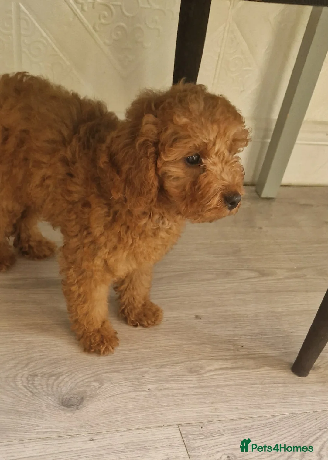 Maltipoo dogs for sale: Beautiful Red Toy Maltipoo Boy in Bradford - Advert 2