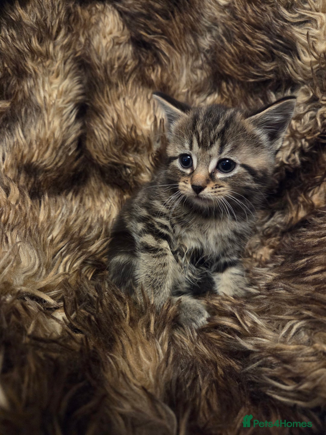 Mixed Breed cats for sale: 5 Adorable Kittens Ready for New Homes! - Image 9
