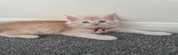 Maine Coon cats for sale: Pure mainecoon kittens DNA health tested parents.  - Advert 30
