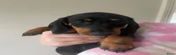 Dachshund dogs for sale: 1 BOY LEFT !!! Dachshund Puppies  - Advert 4
